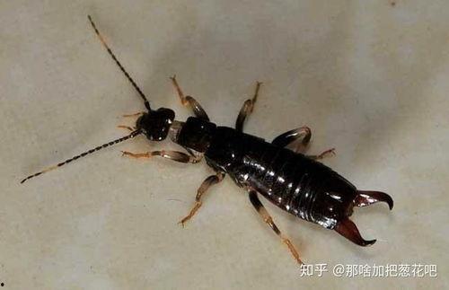 大妈爆料家里养蟑螂视频,揭秘蟑螂生存之谜  第1张